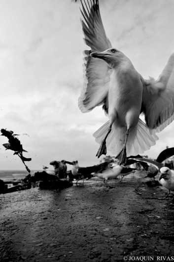 Gaviotas en África Occidental. Joaquín Rivas